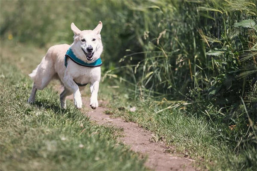 狩猟で愛犬を守る7つのポイント – 経験者による安全対策とチェックリスト