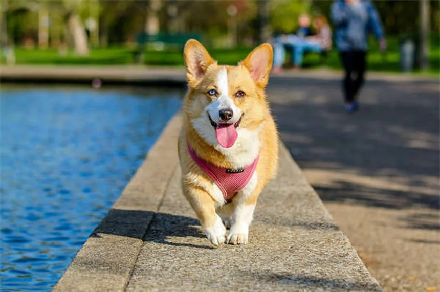 愛犬の尿失禁にインカリン®は効く？体験談でわかる7つのポイント