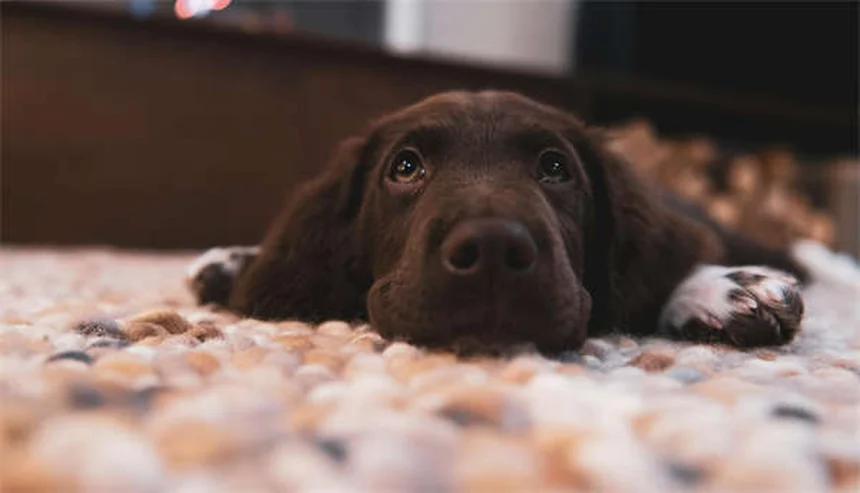 犬の平熱は何度？愛犬の健康を守る体温管理の基本