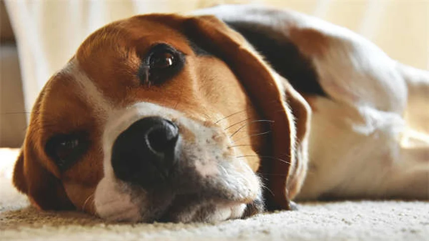 犬が傷口を舐める理由と対処法｜獣医師が解説