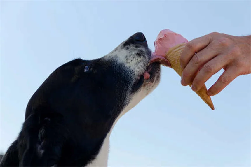 犬のコデイン使用｜副作用や正しい使い方を獣医が解説