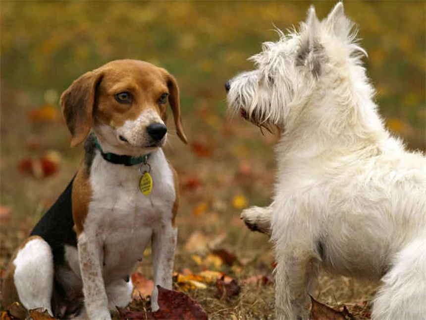 犬や猫は悲しみを感じる？ペットのグリーフサインと対処法