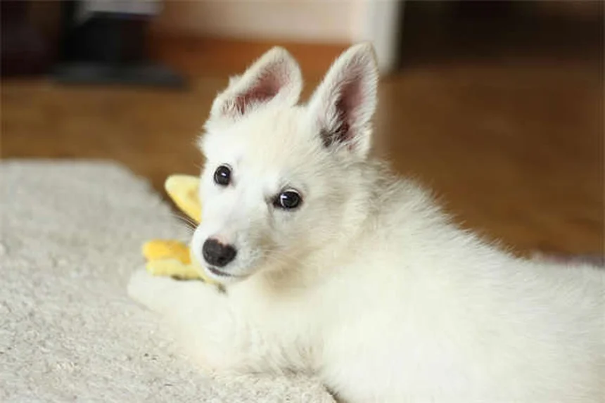 マンション向け犬種20選｜狭いスペースでも快適に暮らせるベストドッグ