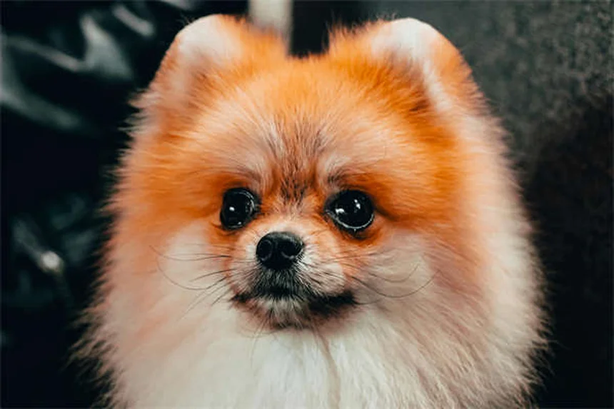 犬の副鼻腔炎とは？症状と自宅ケアの完全ガイド