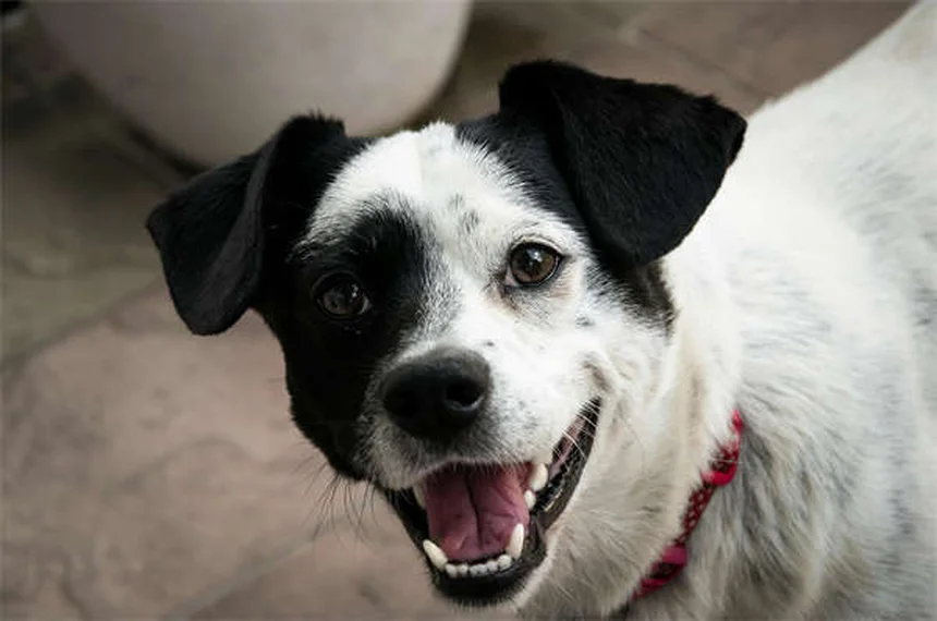 Tresaderm®とは？犬猫の皮膚・耳感染症に効く処方薬の全て