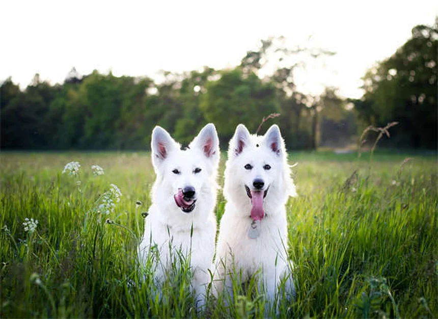 犬のしつけで命を守る！4つの基本コマンド完全マスター