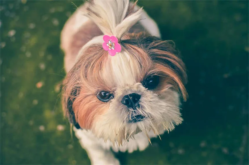 犬の下痢に効くPepto Bismolの正しい使い方【獣医師監修】