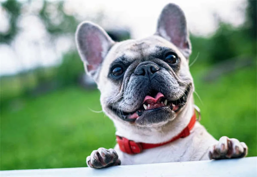 都会で犬の運動不足を解消する7つのアイデア