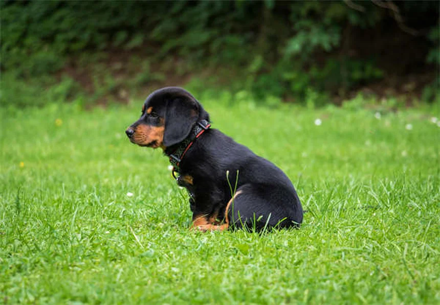 犬のプロバイオティクス効果とは？愛犬の健康を守る5つのメリット
