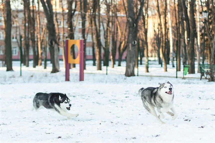 犬の乳腺腫瘍治療最新情報｜早期発見と免疫療法の効果