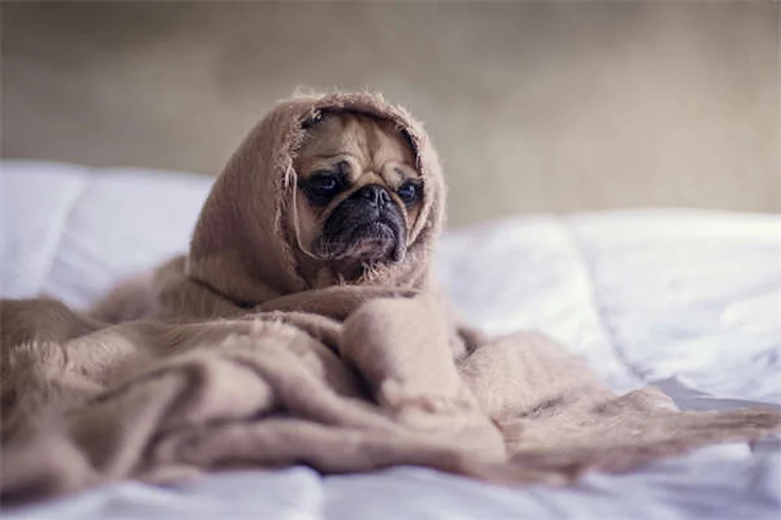 犬の散歩が楽しくなる8つのコツ｜健康効果も解説