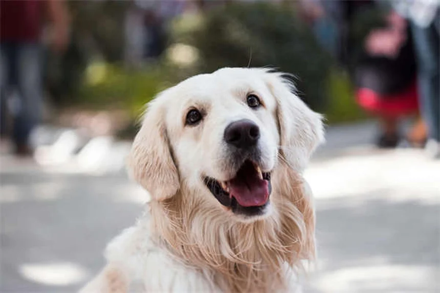 犬の不安症を解消する7つの方法｜獣医師が教える対処法