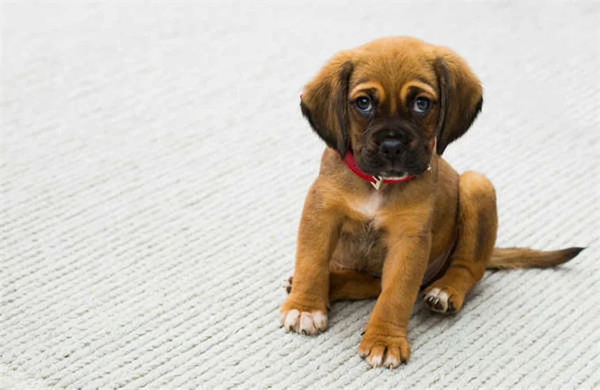 愛犬との裏庭遊び、間違っていませんか？5つの方法で運動不足もストレスも解消