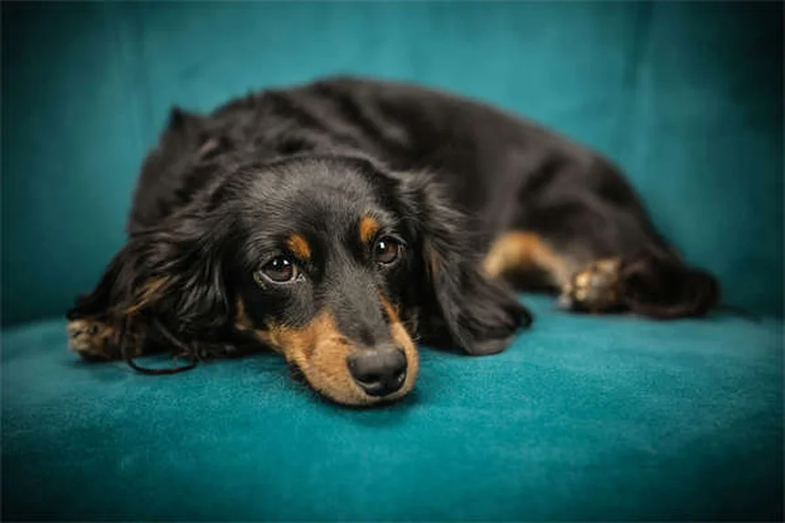 愛犬との裏庭遊び、間違っていませんか？5つの方法で運動不足もストレスも解消