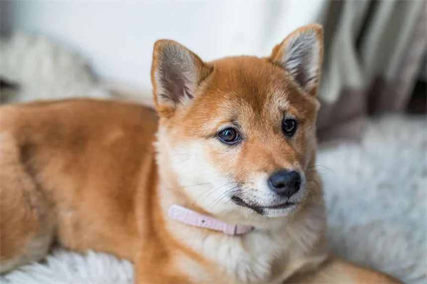 愛犬との裏庭遊び、間違っていませんか？5つの方法で運動不足もストレスも解消
