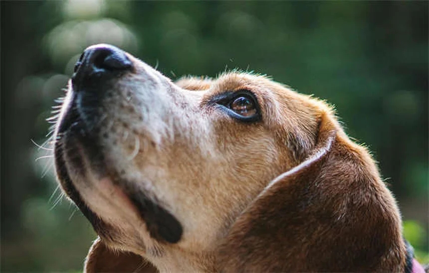 獣医師が教える犬のインスリノーマの症状から治療まで