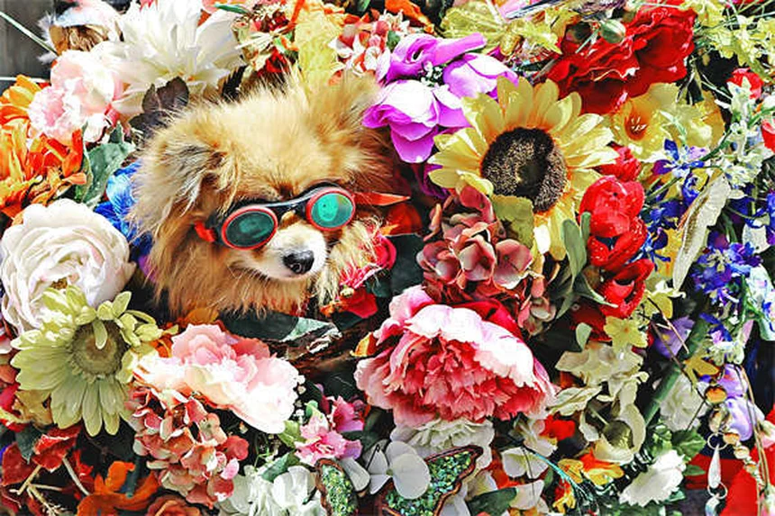 膵酵素の正しい使い方と副作用、選び方｜犬猫のEPI治療ガイド