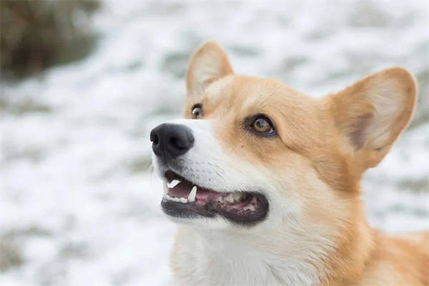 獣医師が教えるToltrazurilの効果と副作用：安全な使い方