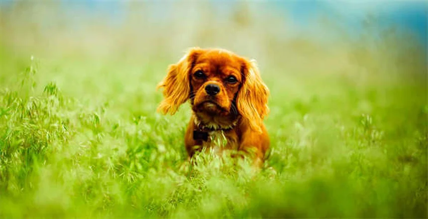 ベナゼプリルとは？犬猫の効果と副作用を獣医師が解説