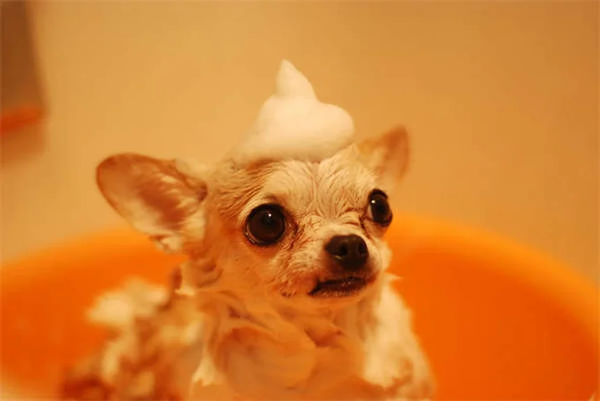 ベナゼプリルとは？犬猫の効果と副作用を獣医師が解説