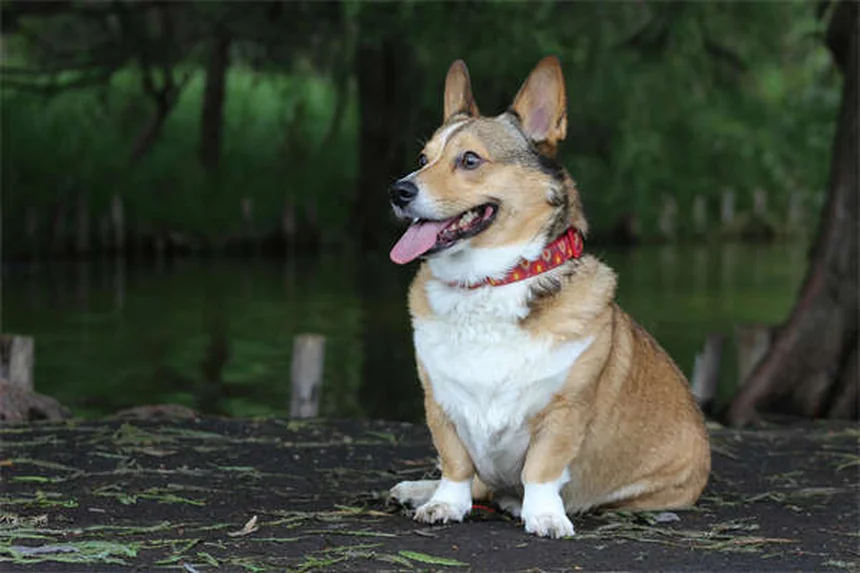 犬のノミマダニ駆除薬【おすすめ5選】獣医が教える選び方と比較