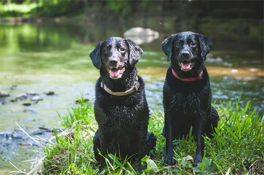 犬のルポイド爪異栄養症とは？症状と治療法を徹底解説