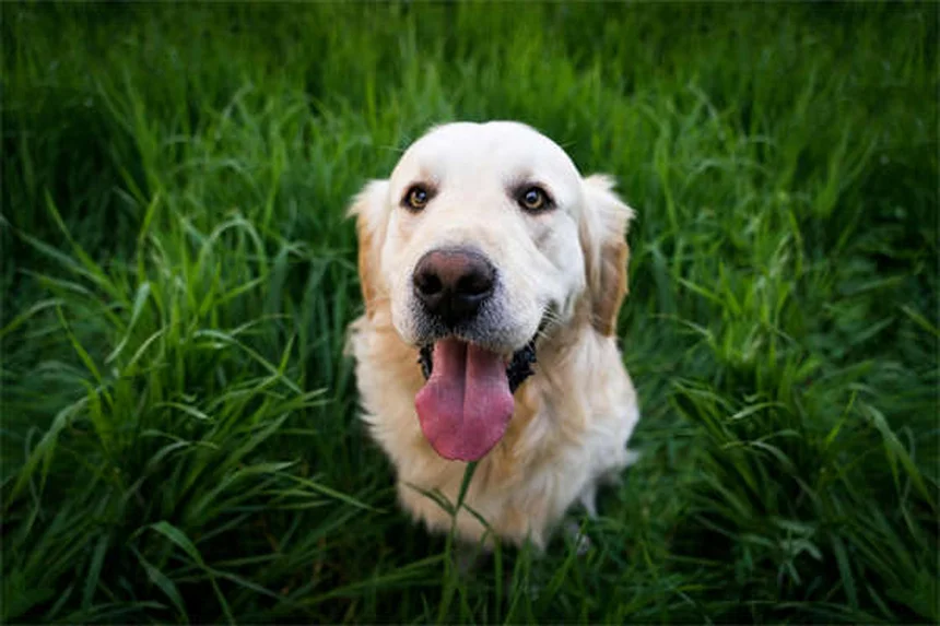 犬のルポイド爪異栄養症とは？症状と治療法を徹底解説